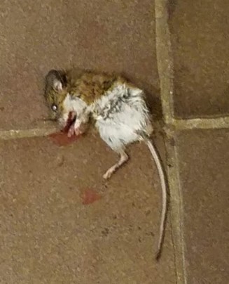 dead mouse