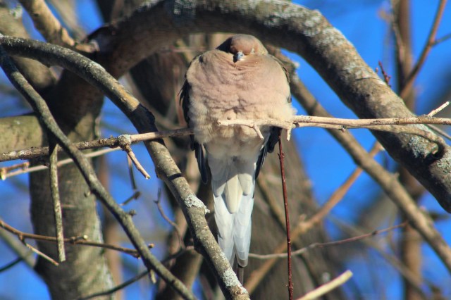 mourning dove