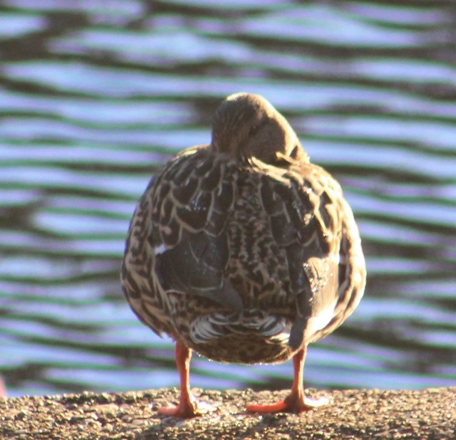 Mallard hen