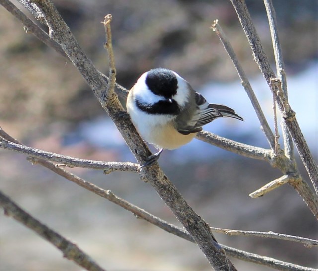 Black-capped chickadee - songbird - birds - wildlife