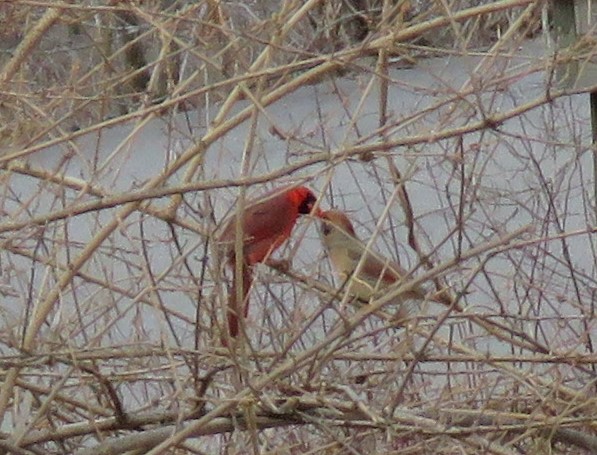 Northern cardinal - songbirds - red - male - female - courtship - mating