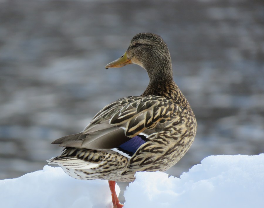 Mallard - duck - hen - snow - bird - waterfowl