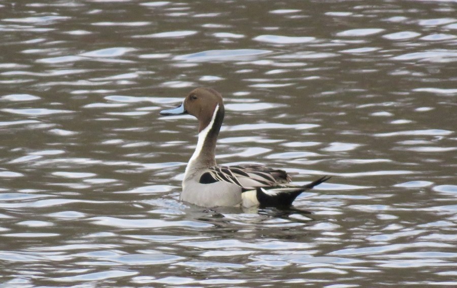 Northern pintail - ducks - waterfowl