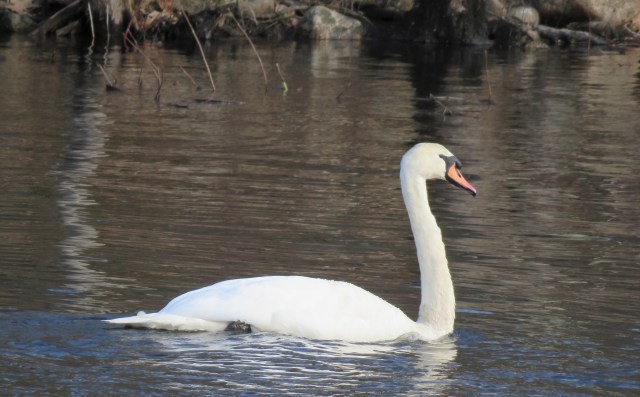 Trumpet swan - birds - swans