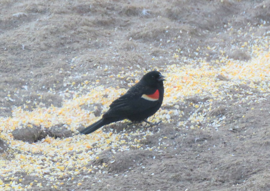 red-winged blackbird - songbirds - birds - blackbirds