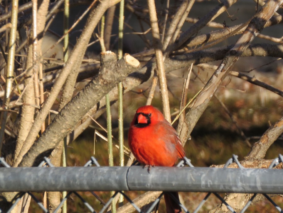 Northern cardinal - male - songbird - red - birds