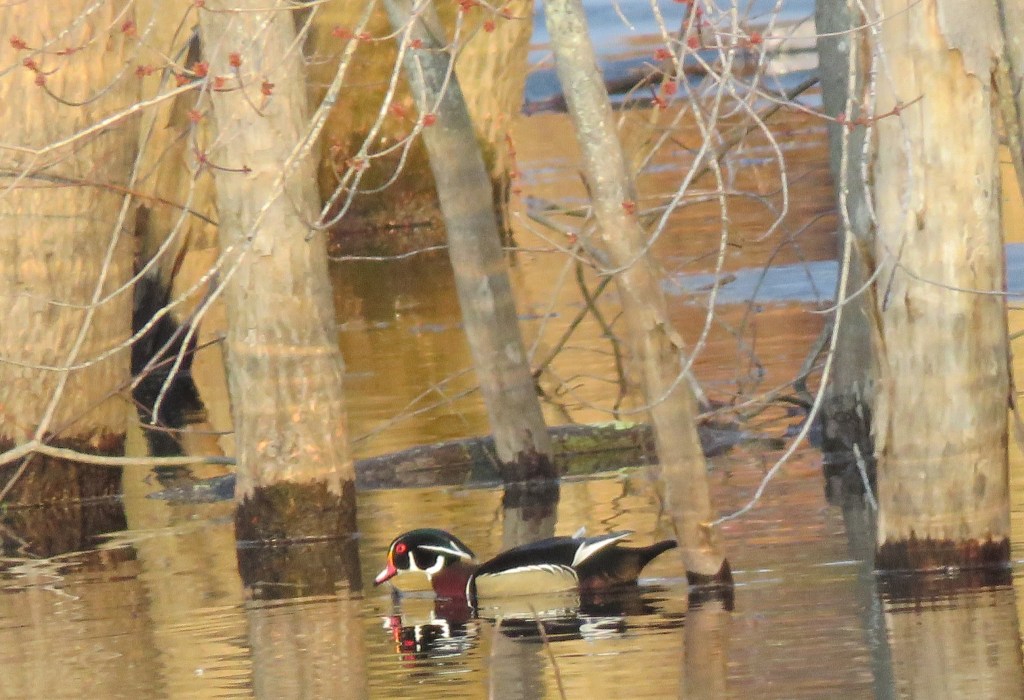 wood duck - male - drake