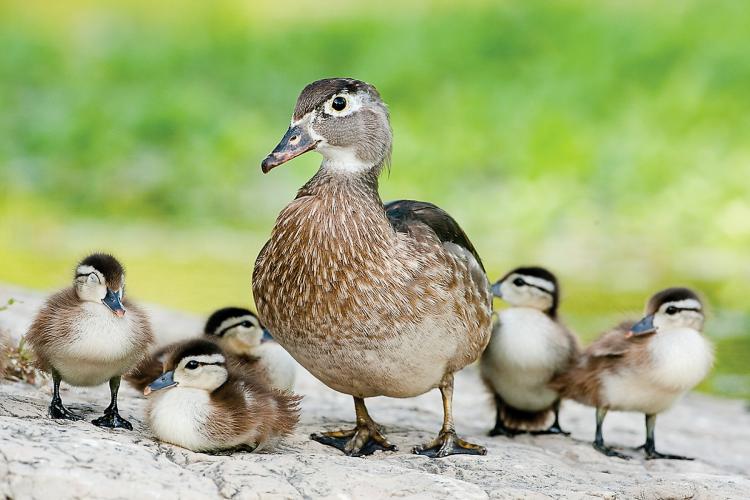 wood duck - chicks - hatchlings - baby ducks