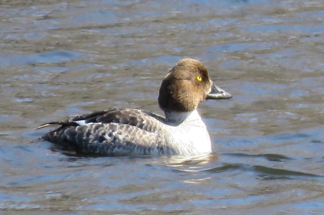 goldeneye - duck - diving - waterfowl