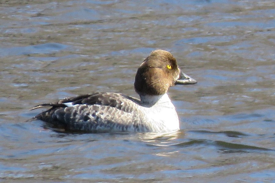 goldeneye - duck - diving - waterfowl