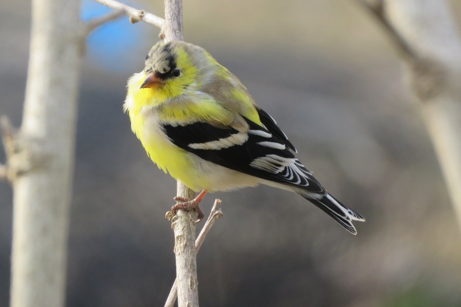 goldfinch - songbird - wildlife