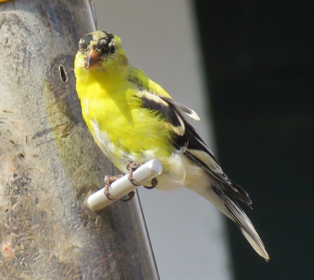 goldfinch - songbird - birds - wildlife