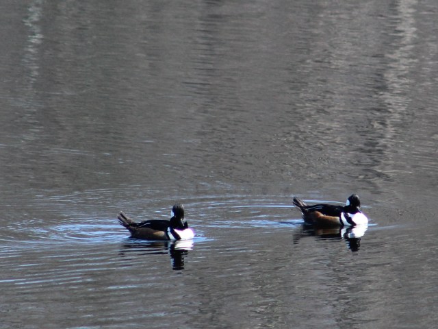 sea ducks - mergansers - waterfowl