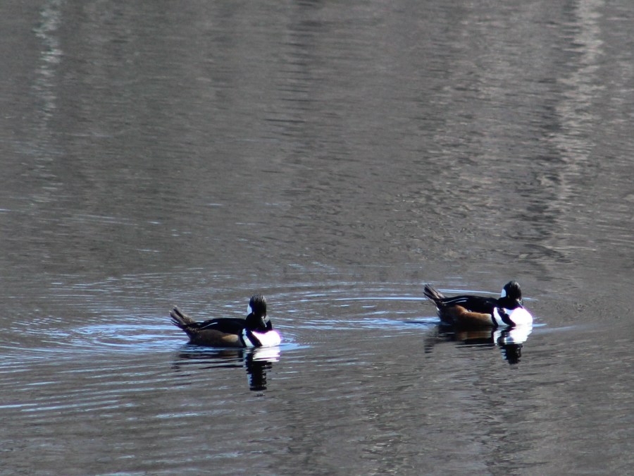 sea ducks - mergansers - waterfowl