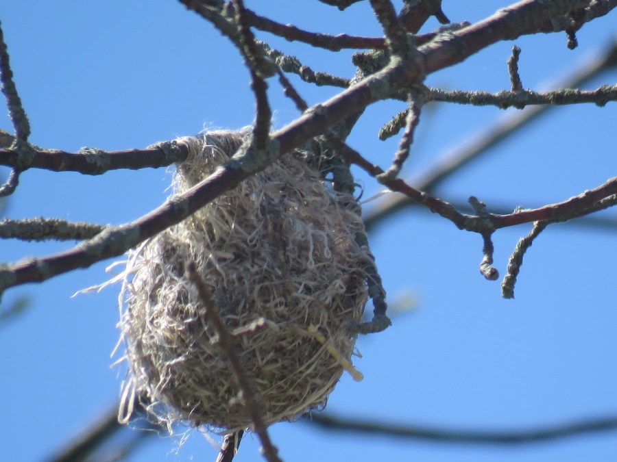 birds - nest - Baltimore Oriole - songbirds