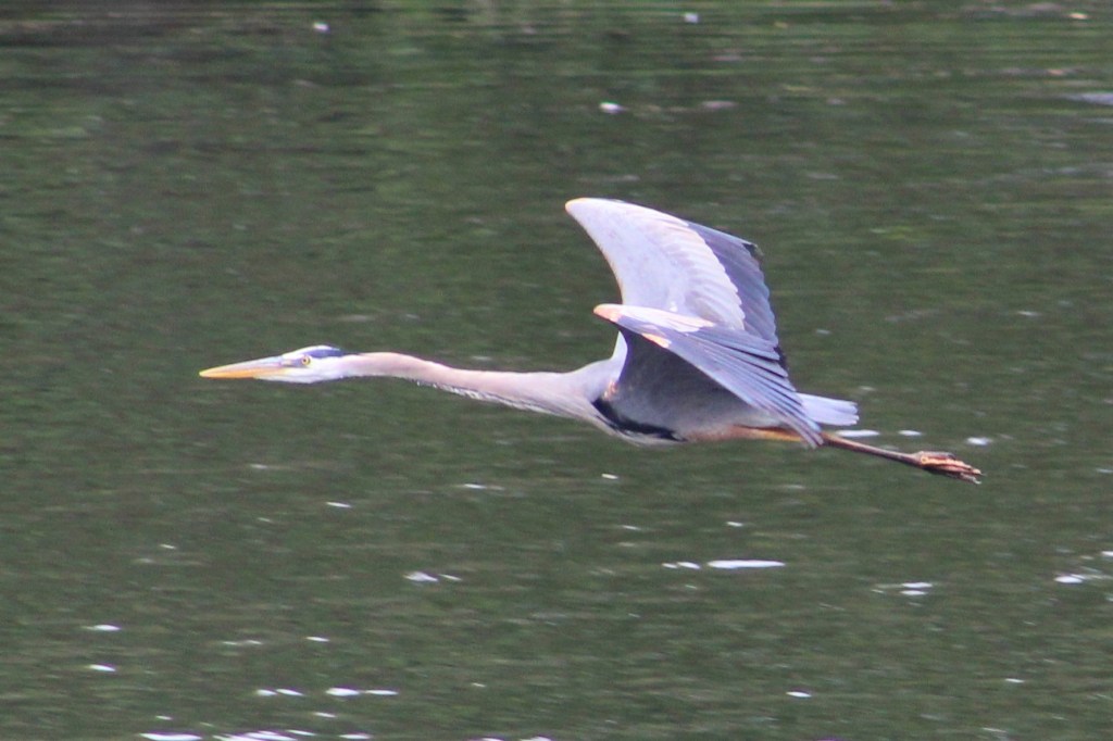 Great blue heron - bird - waterfowl - animals - nature