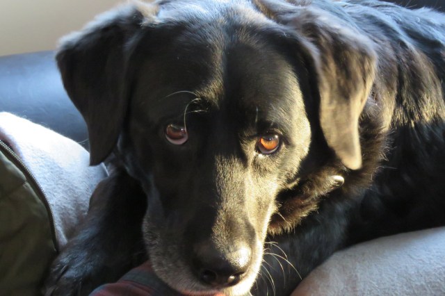 dog - black Lab - animals - pets