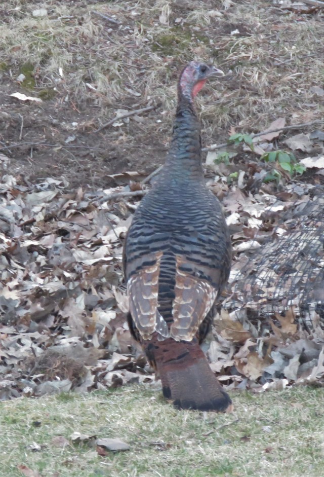 wild - turkey