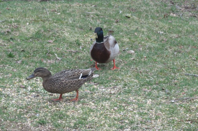 mallards - ducks - drake - hen - waterfowl