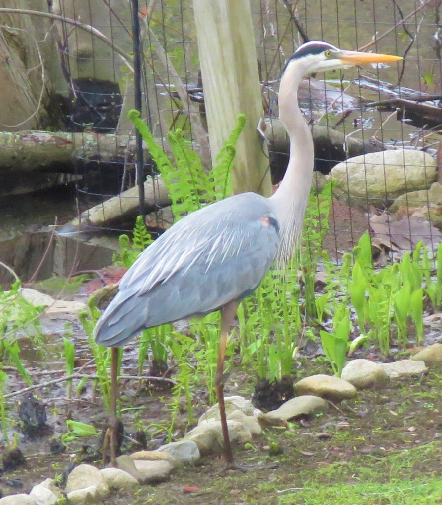 heron - bird - nature - wildlife