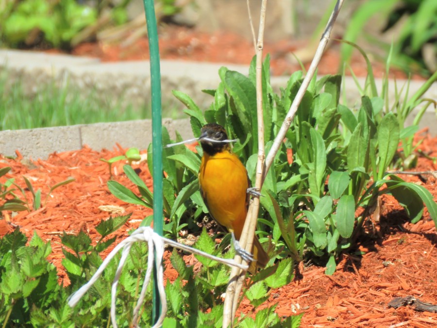 songbird - nature - wildlife - birds