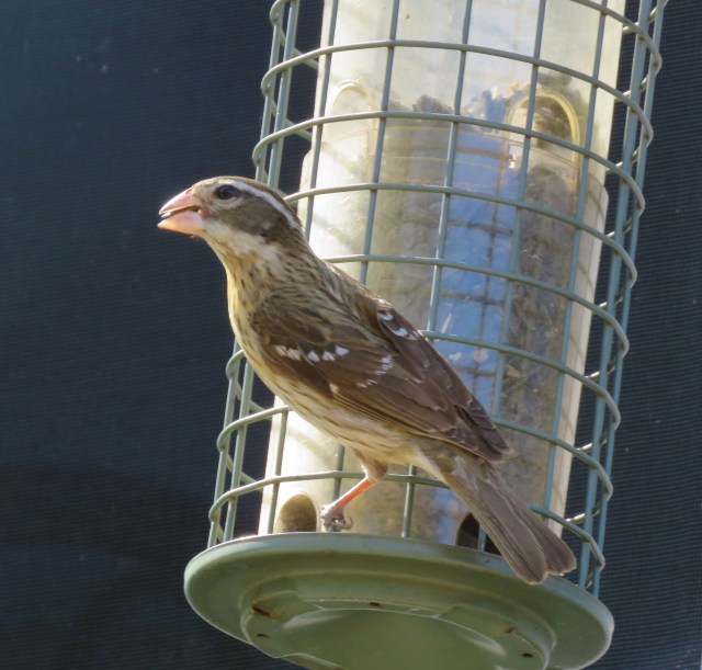songbirds - birds - nature - wildlife