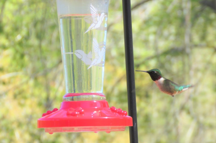 ruby-throated hummingbird - songbirds - nature - wildlife - birds