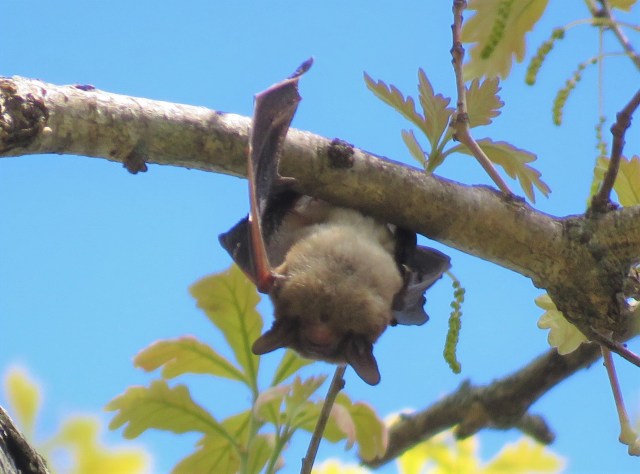 bat - brown - mammal