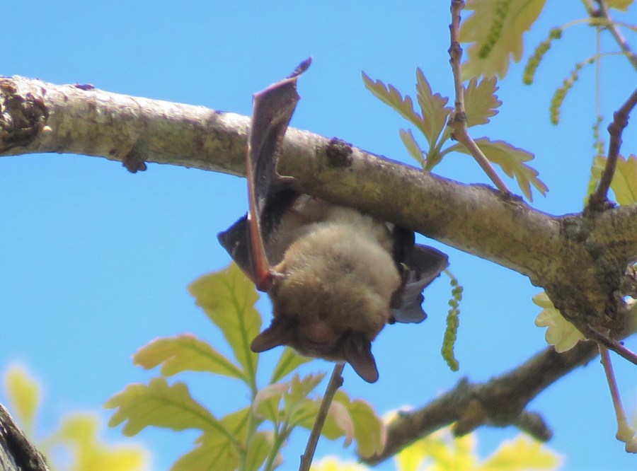 bat - brown - mammal