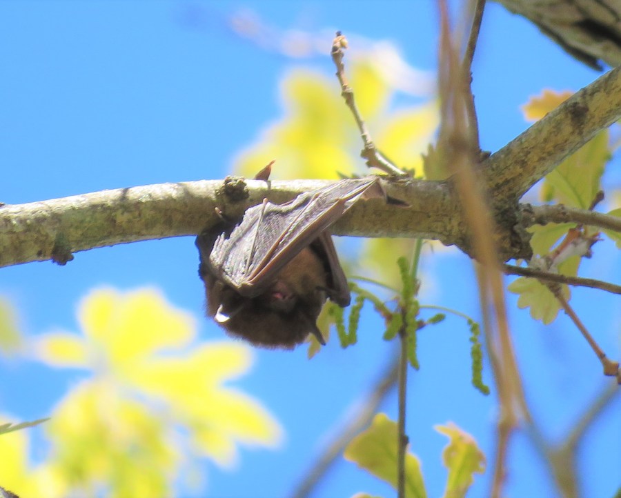 bat - brown - mammal