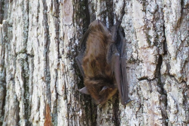 little brown bat - mammal - bats - animals - wildlife