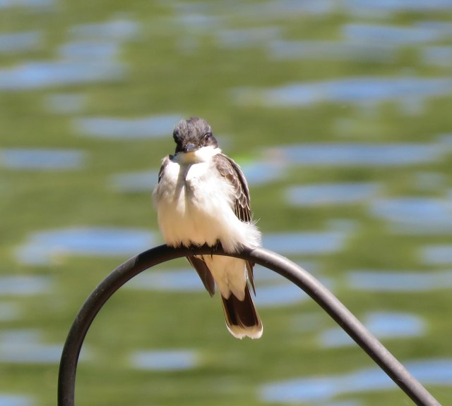 songbird - birds - phoebe - wildlife