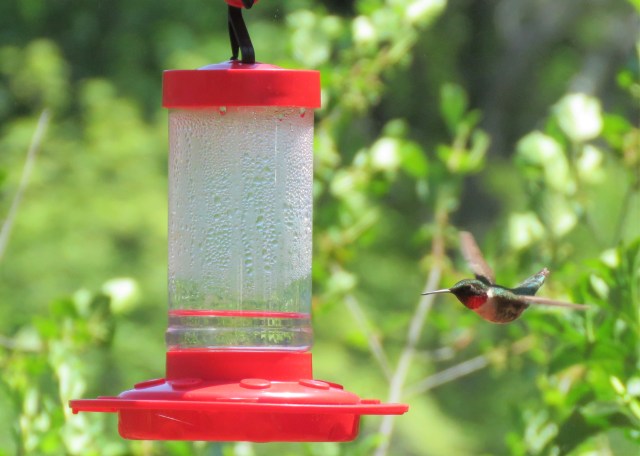hummingbird - birds - wildlife - humming - ruby
