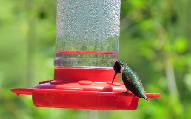 hummingbird - female - songbirds - birds - wildlife