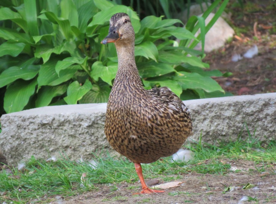 mallard - duck - hen - wildlife