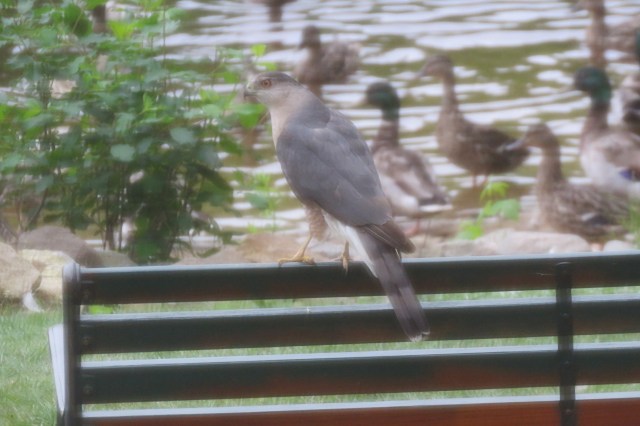 Cooper's hawk - bird - prey - wildlife - animals - falcon