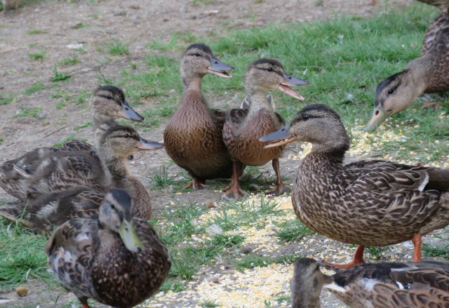 mallards - ducks - ducklings