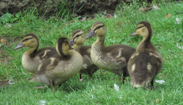 mallards - ducklings - ducks - babies - chicks