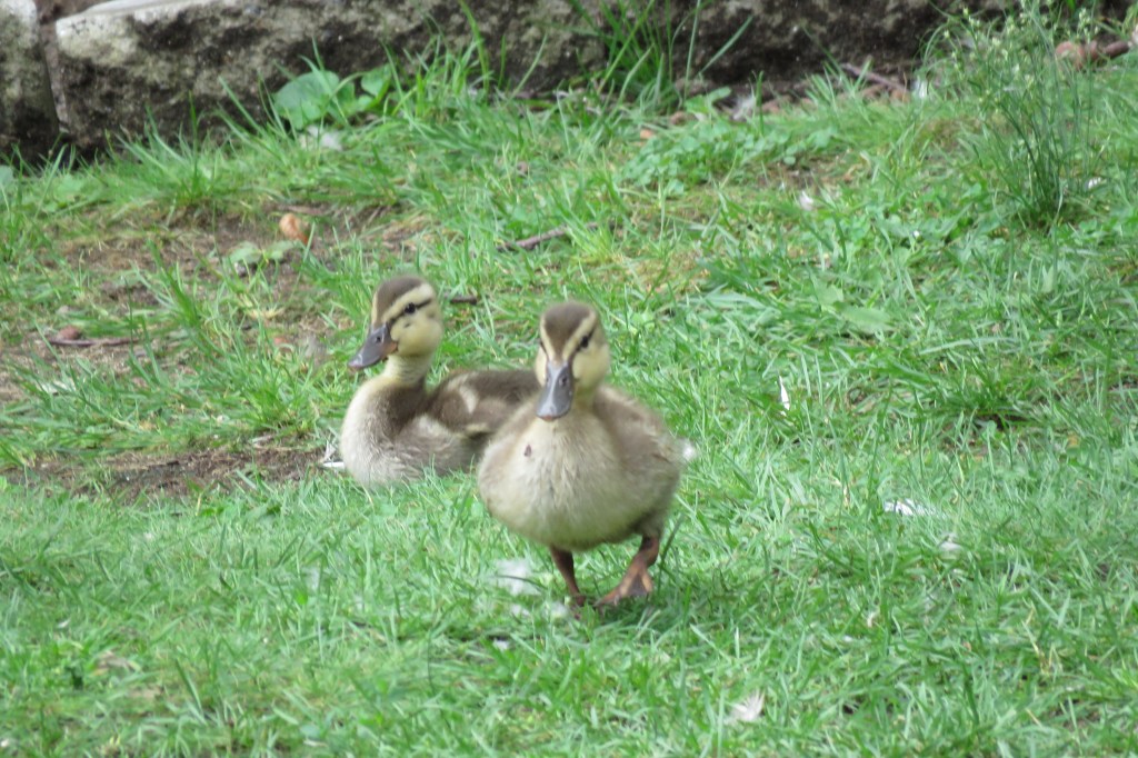 mallards - ducklings - ducks - babies - chicks