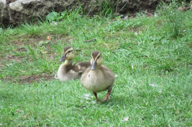 mallards - ducklings - ducks - babies - chicks