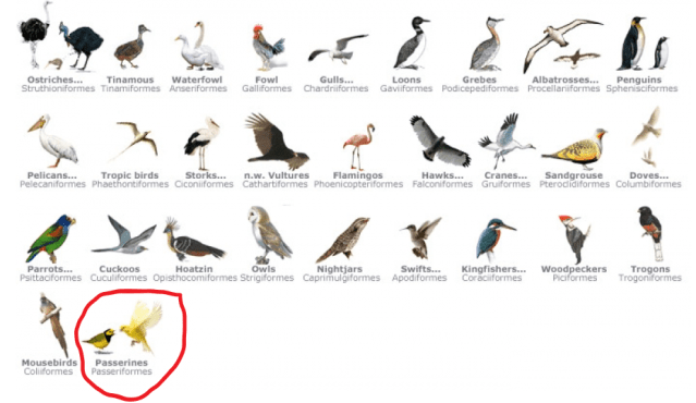 aves.png - birds - songbirds