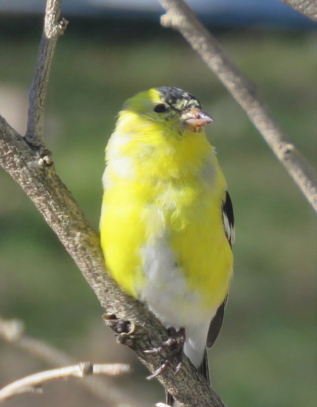 goldfinch - songbird - birds - finches - yellow