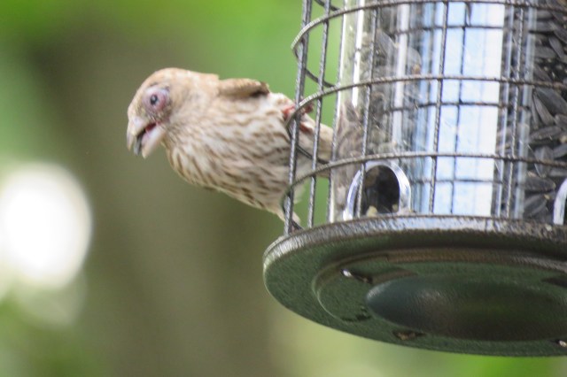 house_finch - songbirds - birds