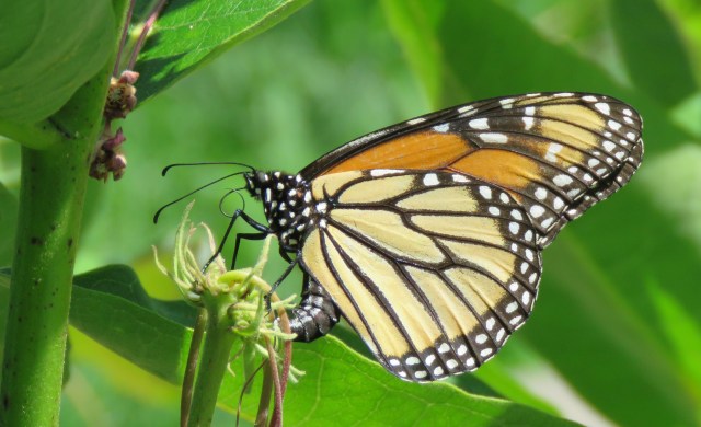 Monarch_butterfly - butterfly - eggs - insects - laying_eggs - milkweed