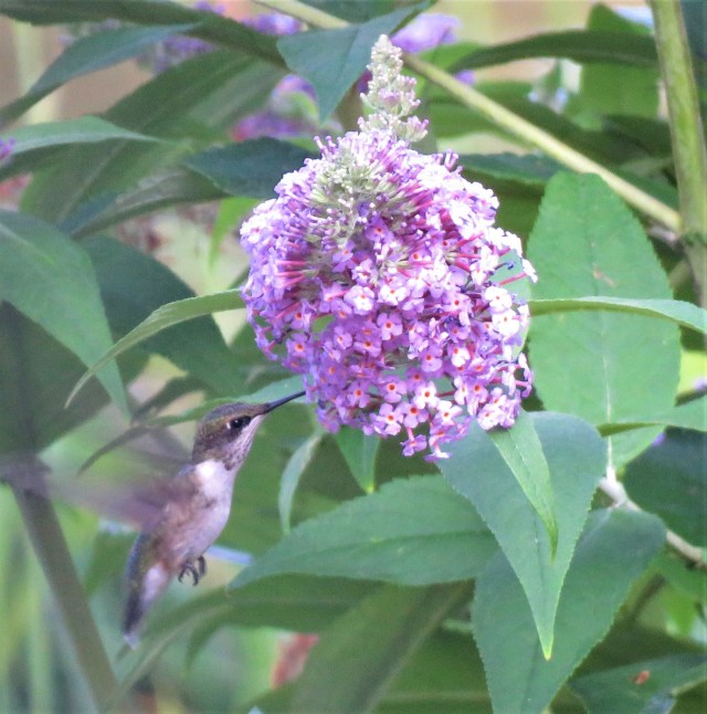Ruby_throated hummingbird - songbirds - butterfly bush