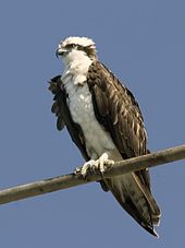 Osprey_mg_9605