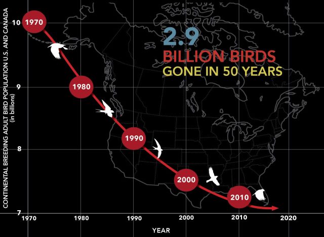 2.9BillionBirdsB2-9-23B-1280x938