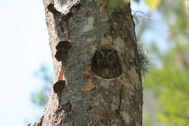 Screech-Owl_2-006_small