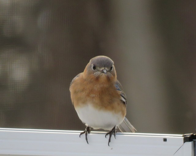 bluebird - female - songbird - bird - songs - nature