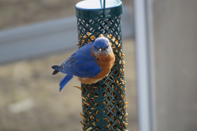 bluebird - wildlife - blue - birds - animals - mealworms - feeders